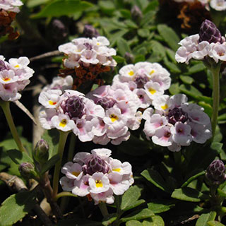 lippia nodiflora- phyla nodiflora